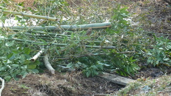 伐採した竹.JPG